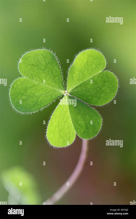 Shamrock Plant Three Leaves Hi Res Stock Photography And Images Alamy