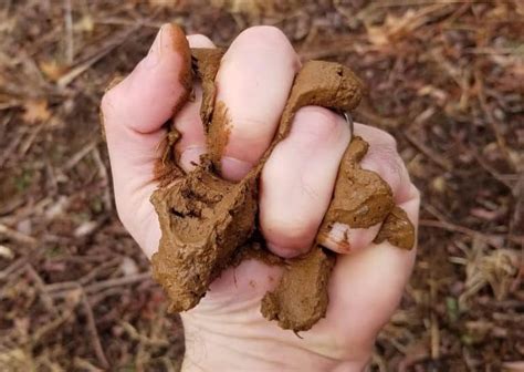 30 Native Plants For Clay Soil Growit Buildit