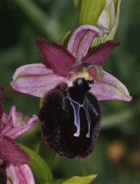 Ophrys Sipontensis Orchid Flowers Orchids Guidelines Habitats Color Patterns Species