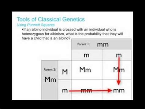 Punnett, who devised the approach. Biology 30: Tools of Genetics 1 (Punnett Squares) - YouTube