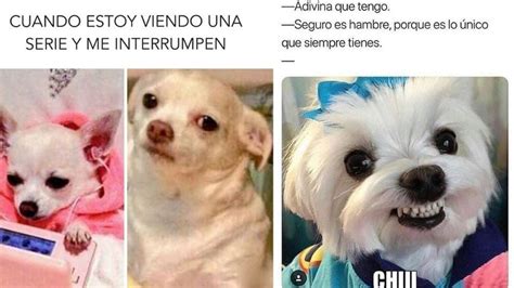 Memes De Perros Chistosos Para Compartir En Whatsapp Petlife