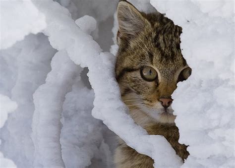 1920x1080px 1080p Free Download Frozen Cat Winter Animal Kitten