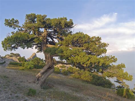 Juniper Tree Varieties - Is Juniper A Tree Or Bush