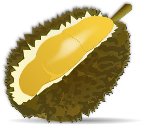 Durian Clip Art At Vector Clip Art Online Royalty Free
