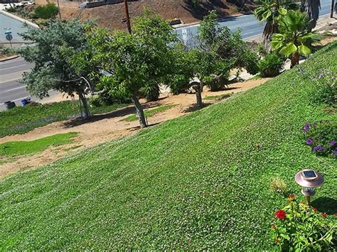 Inventor And Seller Of Kurapia Drought Tolerant Groundcover