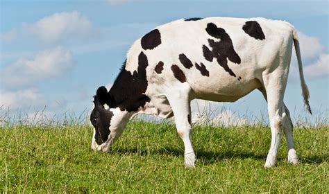 Young Black And White Spotted Cow On A Dutch Dike By Ruud Morijn