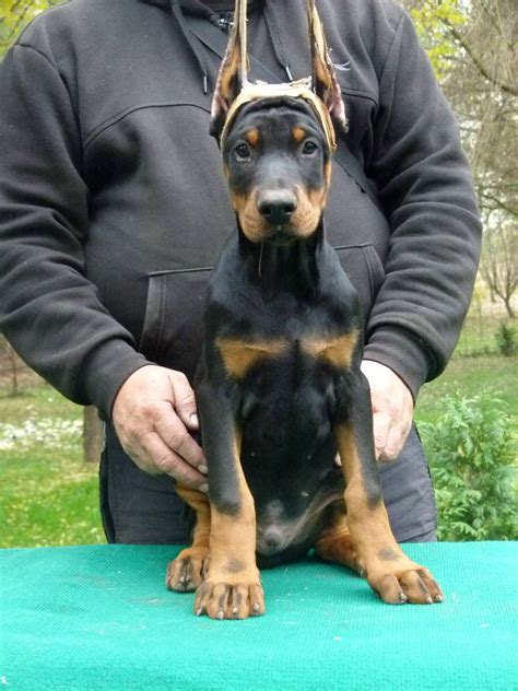 Browse search results for doberman puppies for sale in cicero, ny. Rocky | Purebred, healthy Dobermann puppy for sale ...