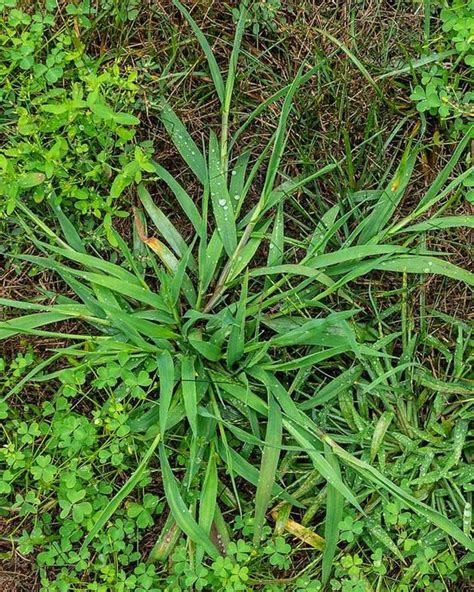 What Does Crabgrass Look Like Plantcanyon