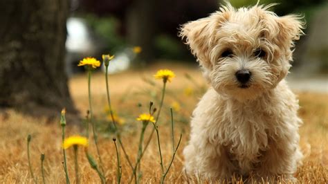 Hd Wallpapers Fine Cute Dog Baby Dog Hd Wallpapers Free Download 1080p