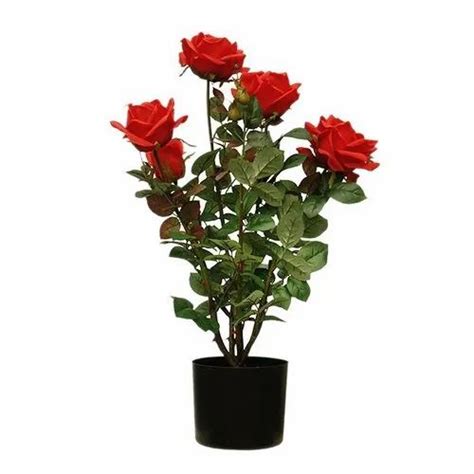 Red Rose Tree At Rs 50plant In Chapar Id 20526107797