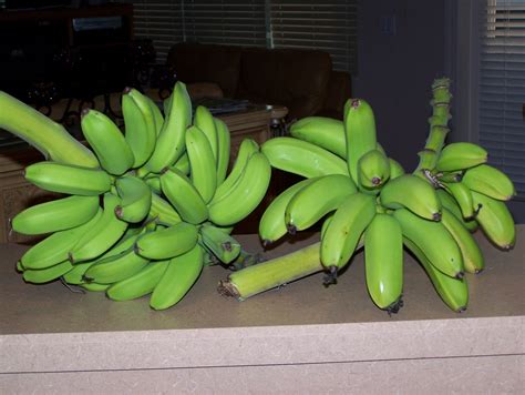 Our Magnificent Mini Organic Bananas