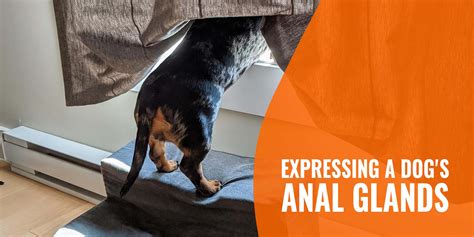 But unfortunately, there's at least one more unpleasant pooch protocol you'll need to know how to do: Expressing a Dog's Anal Glands - Definition, Methods & FAQ