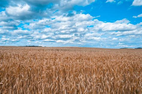 Wheat Field Under Beautiful Blue Sky Stock Image Image Of Golden