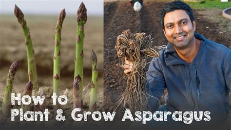 How To Plant And Grow Asparagus A Comprehensive Guide — Daisy Creek Farms