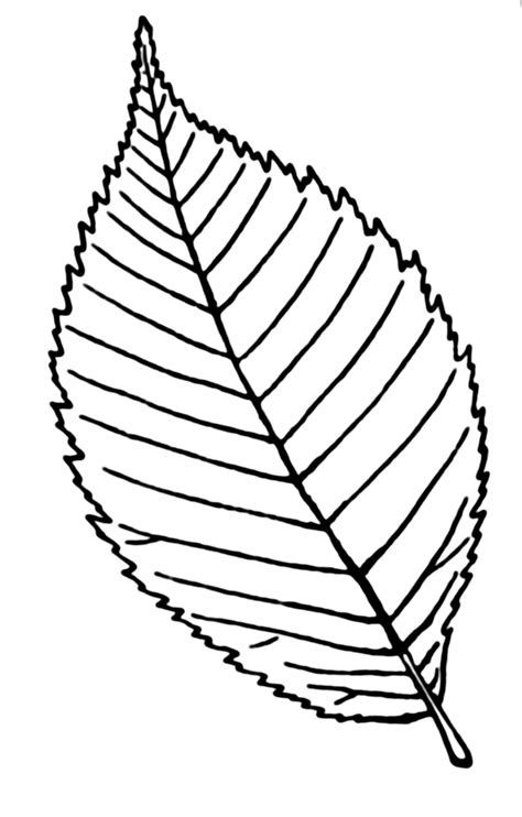 Leaf Line Drawing Clipart Best