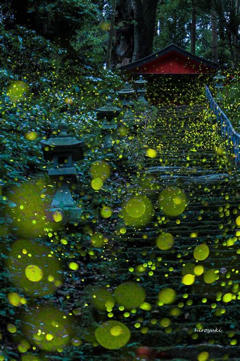 Fireflies Magic Lights In Japan In Pictures Strange Sounds
