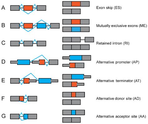 illustration of the seven types of alternative splicing in the present download scientific