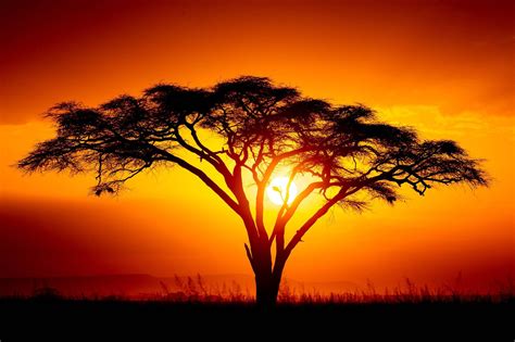African Sunset Tree