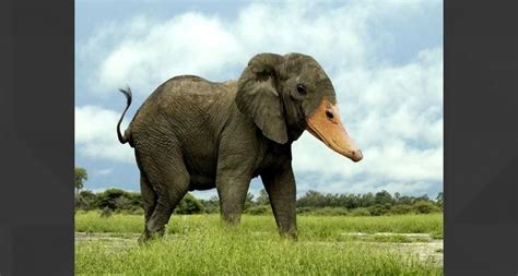 Duck Billed Elphant Photoshopped Animals Animal Mashups Weird Animals