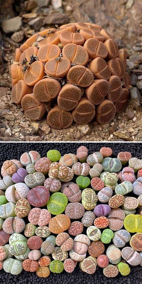 Unique Types Of Succulents You Ve Probably Never Heard Of Before Li Linguas
