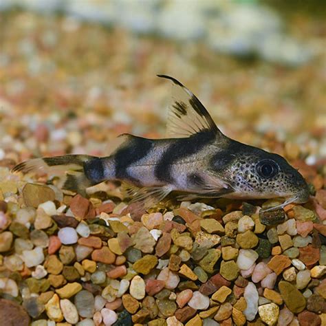 Synodontis Decorus Catfish Freshwater Aquarium Fish