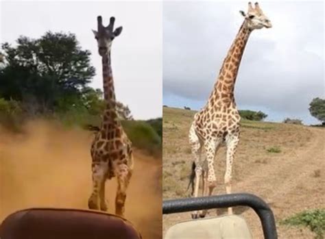 Giraffe Chases Group Of Visitors In Park Video