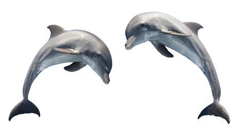 Dolphin Png Transparent Image Download Size 2328x1299px