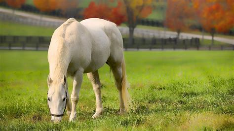 White Horse Eating Grass During Daytime Hd Wallpaper Wallpaper Flare