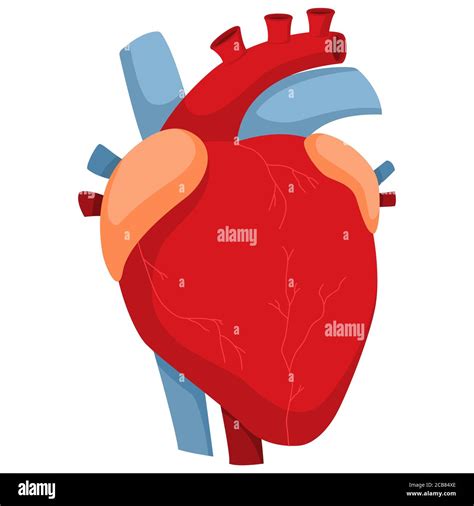 Human Heart With Arteries And Valves Vector Cartoon Illustration Of