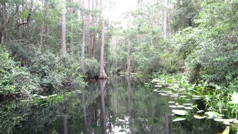 Okefenokee Swamp Boat Trip Youtube