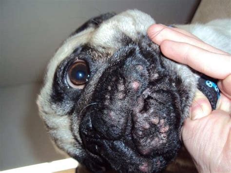 Dog Acne Symptom Treatment Home Remedies