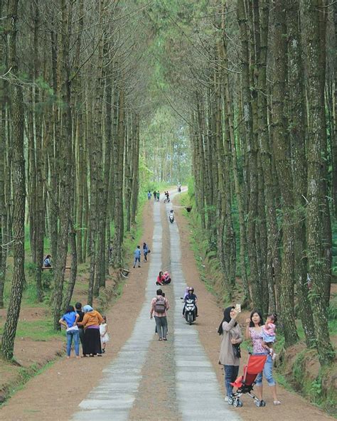 Jalan malioboro merupakan pusat pariwisata daerah ini karena memiliki berbagai hal yang menarik untuk dijelajahi. Hutan Pinus Kragilan Magelang - Kotajogja.com