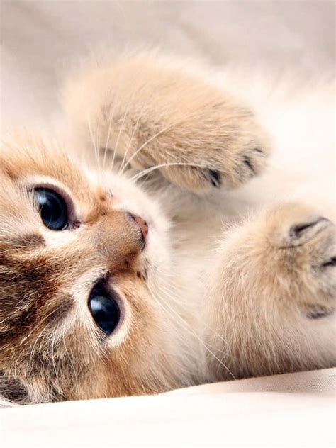 Download Brown Tabby Kitten Cute Girly Ipad Wallpaper