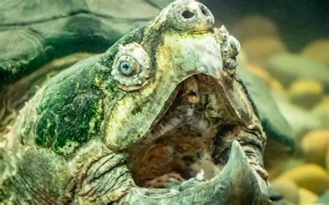 The Alligator Snapping Turtle Habitat Care And Facts