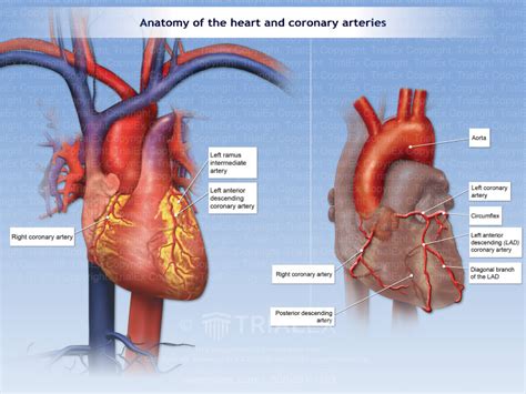 Anatomy Of The Heart And Coronary Arteries Trialexhibits Inc