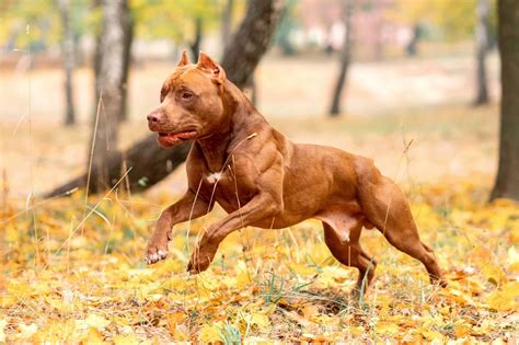 Why Are Pitbulls So Muscular And How To Make Your Pitbull Stronger