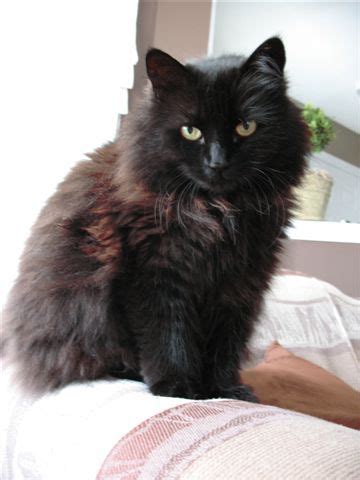 Find the perfect long hair black cat stock photo. Ti-Loup | Pretty cats, Chantilly cat, Cats