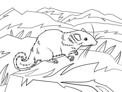 Laotian Rock Rat Coloring Page Free Printable Coloring Pages For Kids