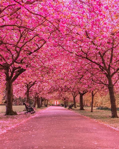 A Tree Lined Street With Pink Flowers On The Trees And Benches In The