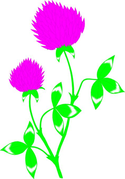 Red Clover Flower Clipart Clipground