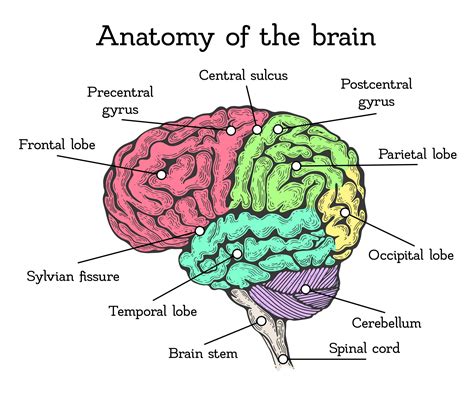 Cerebrum Vs Cerebellum Cerebellum Functions Structure And Location