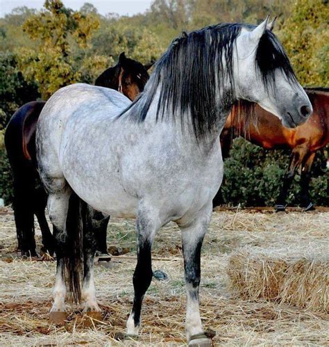 berber moroccan algerian tunisian barb horses images  pinterest