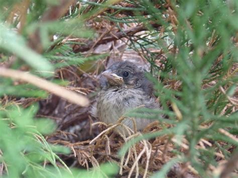 Nestwatch Sweet Baby Sparrows Nestwatch