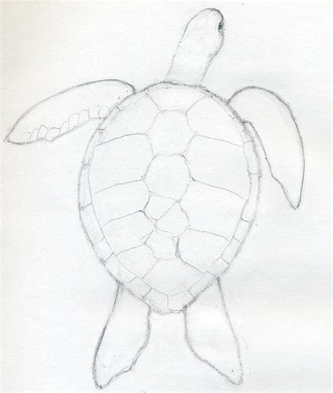 Loggerhead Turtle Drawing At Getdrawings Free Download