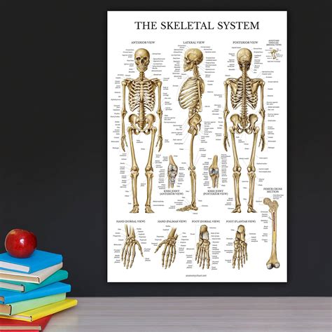 Human Bone Anatomy Chart Human Skeleton Scientific Vintage Style