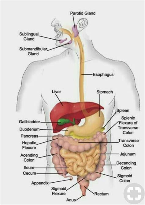 Lies posterior to the greater curvature of the stomach. Draw a diagram depicting human alimentary canal and label ...