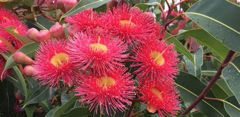 Fast-growing Australian native trees | Flower Power