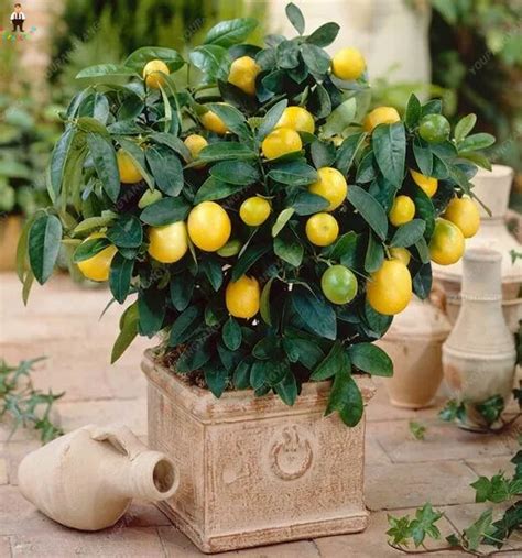 Pcs Fruit Meyer Lemon Plants Exotic Citrus Bonsai Tree Fresh Home Garden Decoration Seeds
