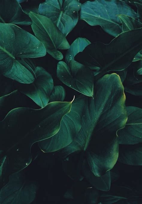 #instagram #followback #fashion #vintage #90s #beauty #makeup #follow #follow4follow #art #aesthetic. Pin by 𝐌𝐞𝐦𝐞. on Обои | Green aesthetic, Dark green ...