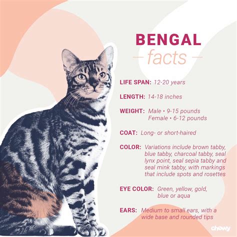 Bengal Cat Breed Facts Temperament And Care Info